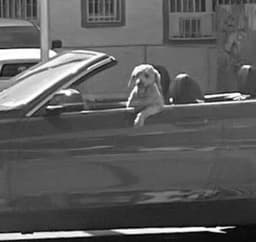 DoggieTrades